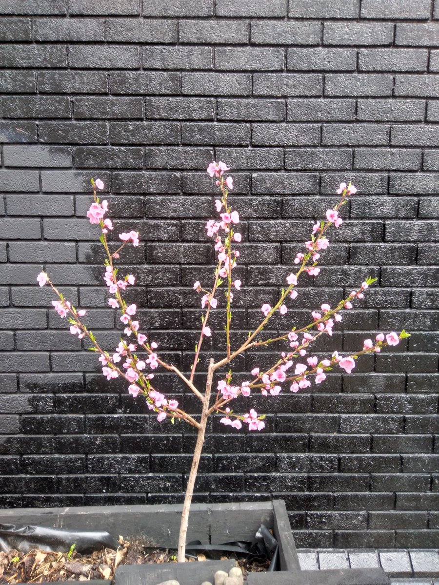Garden Open Day and Plant Sale at Pearl and Mizanur's Memorial Garden Sunday 21 April, 12-3pm. Cornwall Street E1 2QF. Activities for kids. Plants, tea and snacks. Come visit a new community garden in East London built fr9m scratch by local residents. #communitygardens #Shadwell
