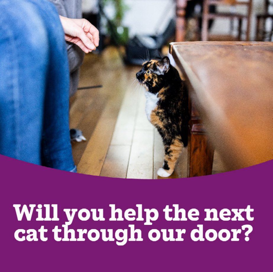 We never know who will come through our door next. Some cats are strays, others abandoned, too often we see kittens left to fend for themselves. Help us to be #HereForTheCats by making a donation to our branch >> cats.org.uk/boots-appeal/b… Thank you. #CatsProtection