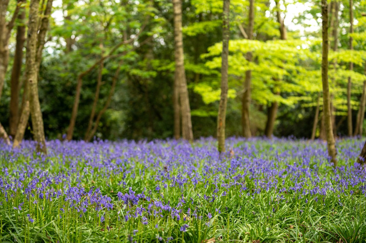 The bluebells are out in the school woods and we are ready for the summer term that begins in the morning - Tuesday 16th April.  Don't forget to come back in your summer uniform. #Bluebells #PrepSchoolDorset #IAmCCS #SummerTermIsBest