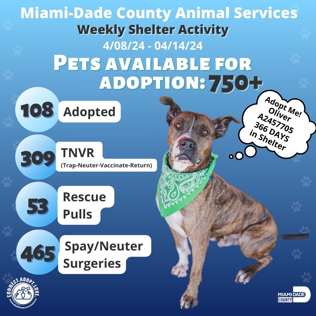 🌟 Every figure, a life touched! Check out our shelter's latest stats report. From rescue to forever homes, the impact is real. 📈🐶 

#AdoptDontShop #MiamiShelter #TNVR #Rescue #SpayNeuter #ShelterPets #ShelterCat #ShelterDog #LoveForPets