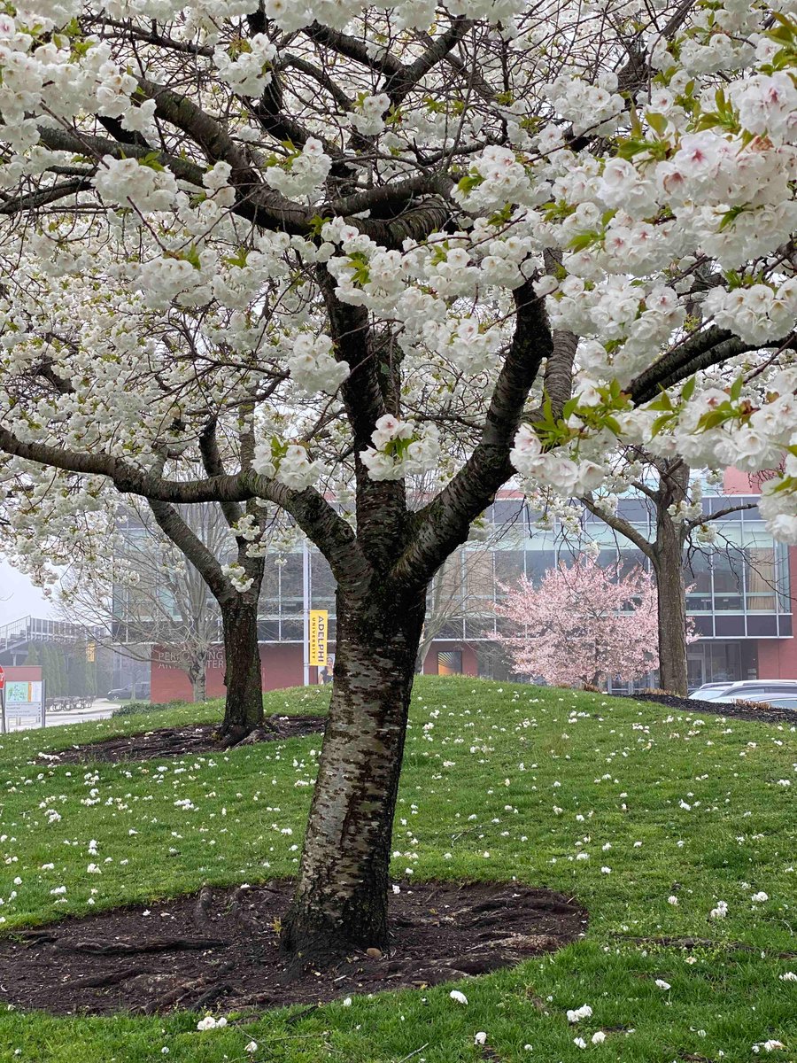 We are loving the warm weather and blooming campus! 🌸☀️ #MyAdelphi