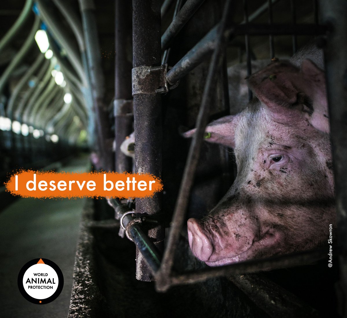 🐷🏭In factory farms, animals endure painful mutilations and live in cramped, barren conditions, unable to fulfill their natural behaviours. Together our collective impact can end this cruelty!🤝 Join us today👉 bit.ly/WAPJOINL