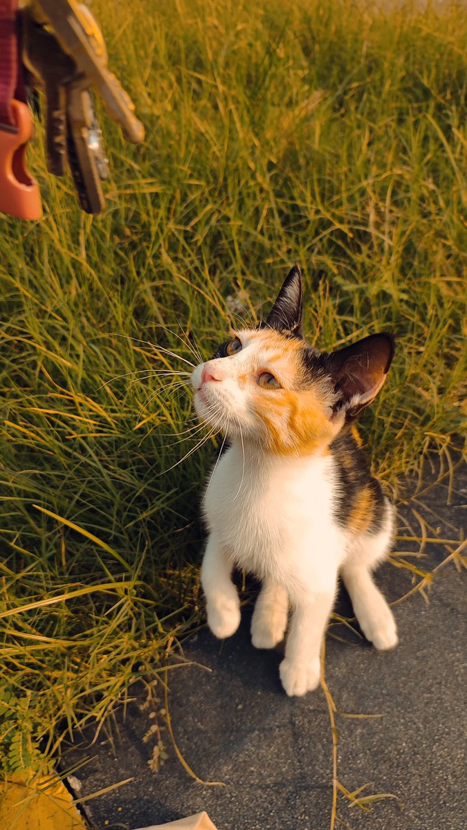 younghooneys's tweet image. Pakelah hape pintarmu bjar lebih sering motret.

#shotonpoco #POCOX5Pro5G