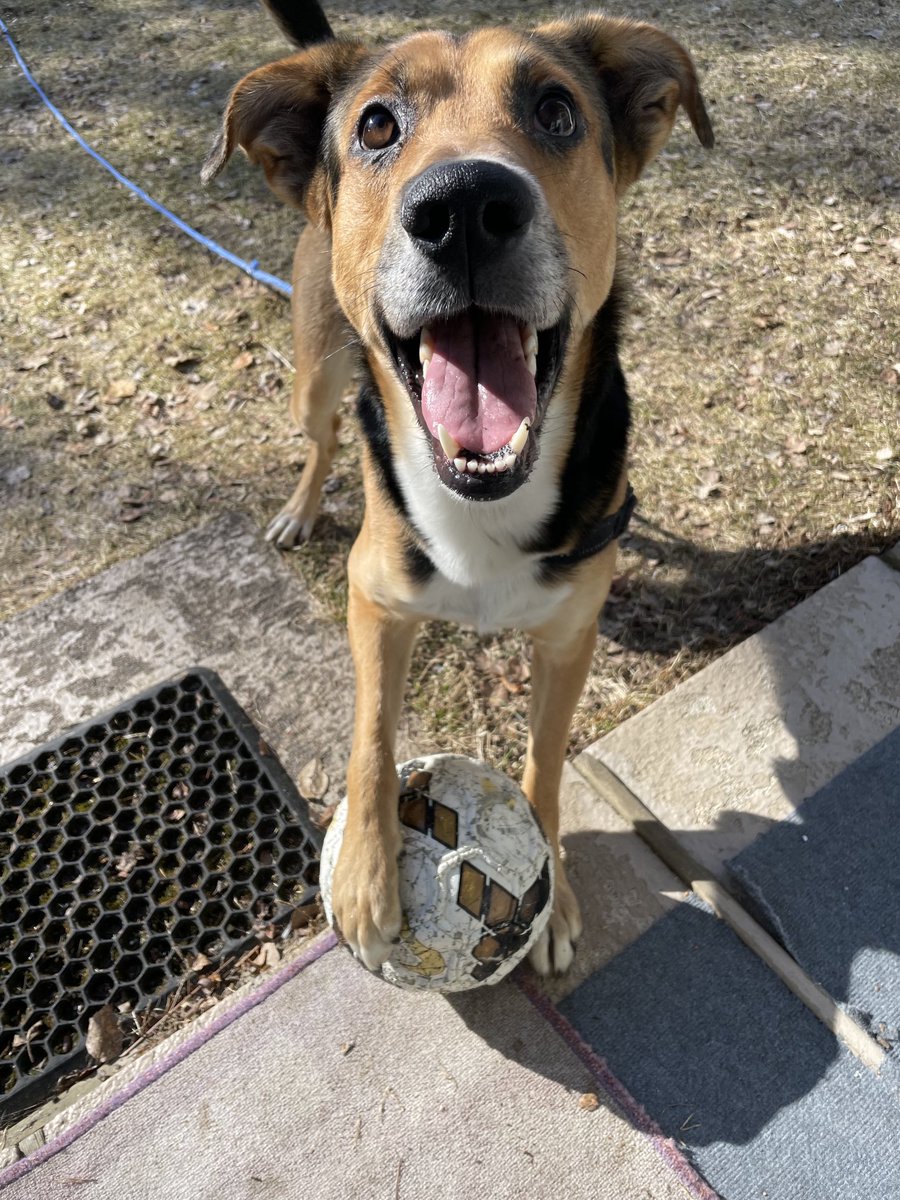 AnssiRuuhikorpi's tweet photo. Se olisi jalkapallokauden avaus eli kevään ekat futistreenit🥳🐶⚽️
#jalkapallo #futis #treenit #tassuapu #pawesomer #dogsofinstagram #dogs #dogstagram https://t.co/I7BQQKztbO