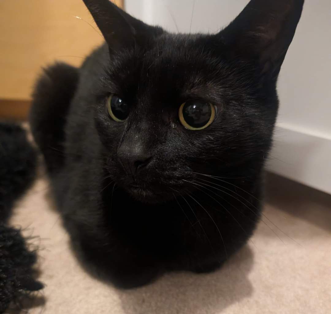 Pepper has gone missing from her home in Upton #Northampton NN5 she is 8 years old female Neutered & Microchipped & small for her age if you have any information relating to Pepper please contact 0344 700 3251 quoting ref S24-024. Let's get Pepper home. #lostcat #CatsOfTwitter