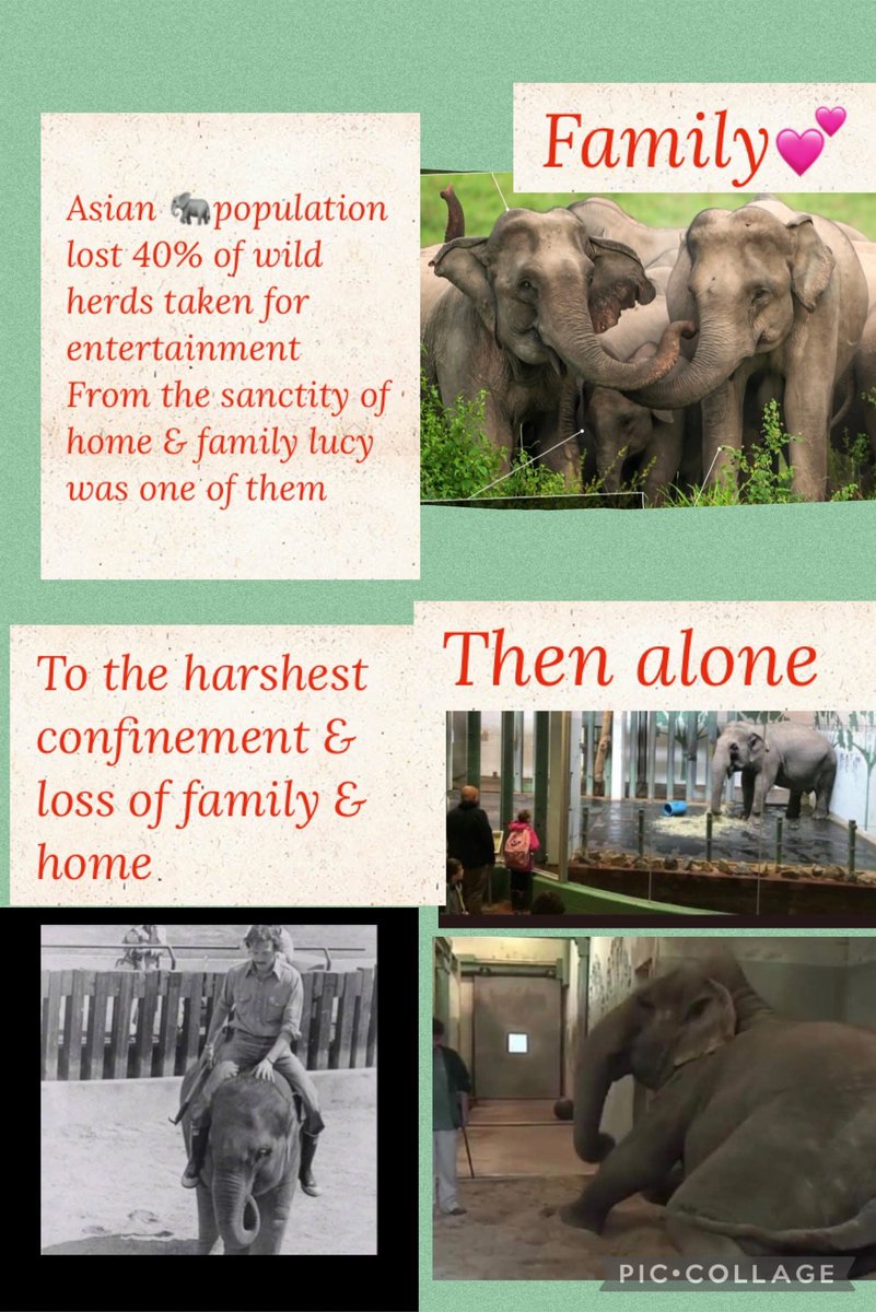 @Cosmicbrigade @CityofEdmonton @AmarjeetSohiYEG Same 💩 @CityofEdmonton Lucy forced to stand about as a photo prop bored lonely in pain. Lucy🐘needs 16 hours a day long fresh foliage ALL the legal care standards listed in the Animal Act🇨🇦& @YourAlberta Zoo standards & the #Alberta Health & Safety law #Yegzoo #AnimalMonday