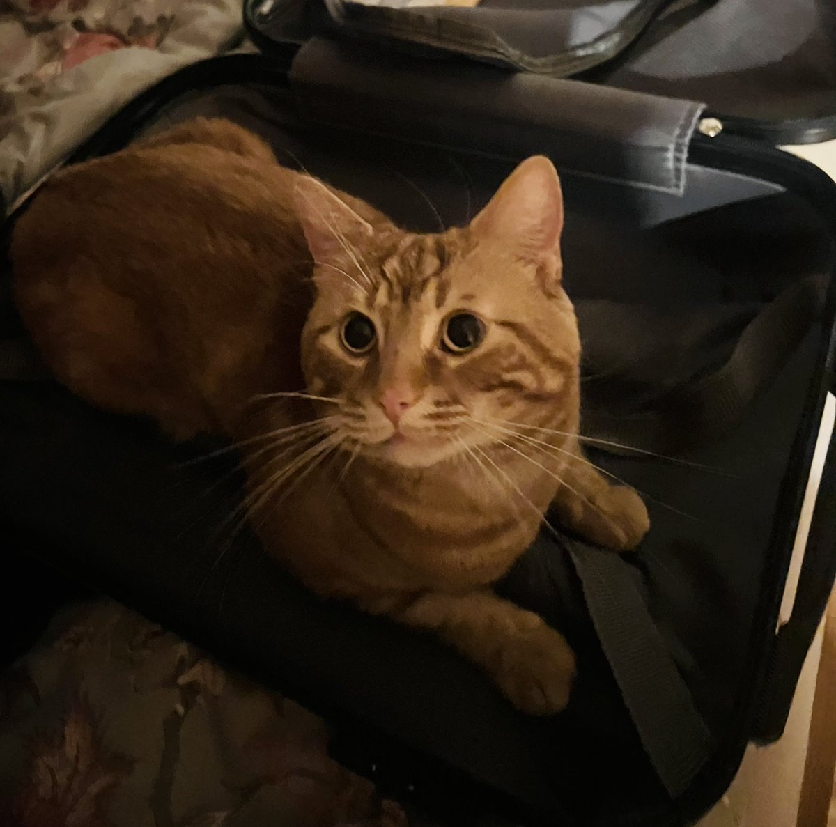 @catriona_ogilvy My cat likes boxes too, but recently he has taken a liking to suitcases. 🤣