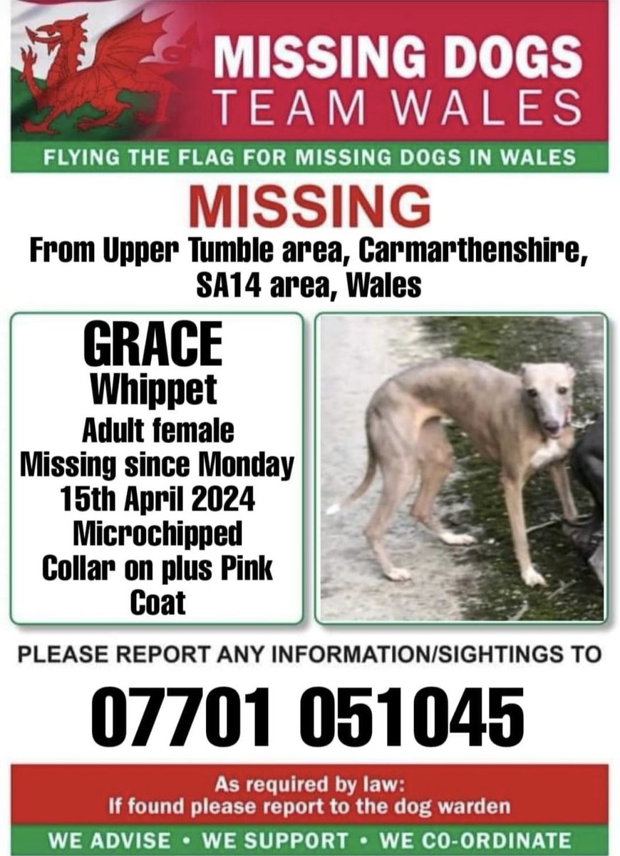 ‼️SIGHTING ONLY NEEDED PLEASE ‼️DO NOT CHASE OR ATTEMPT TO CATCH HER 💥

💥GRACE AN ADULT FEMALE #WHIPPET IS MISSING IN #UPPERTUMBLE AREA #CARMARTHENSHIRE #SA14 #WALES 
SINCE MONDAY 15TH APRIL 
💥WEARING A PINK COAT 💥
If seen please call the number asap on this poster ⬇️⬇️⬇️
