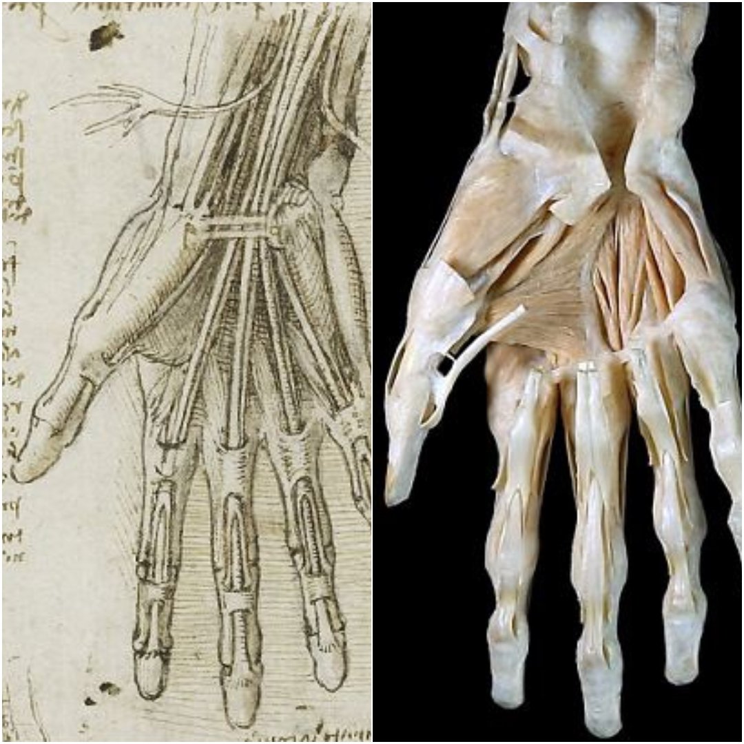 Comparison: an anatomical drawing of a hand and a modern-day medical scan. Da Vinci once famously said that 'things of the mind left untested by the senses are useless.'