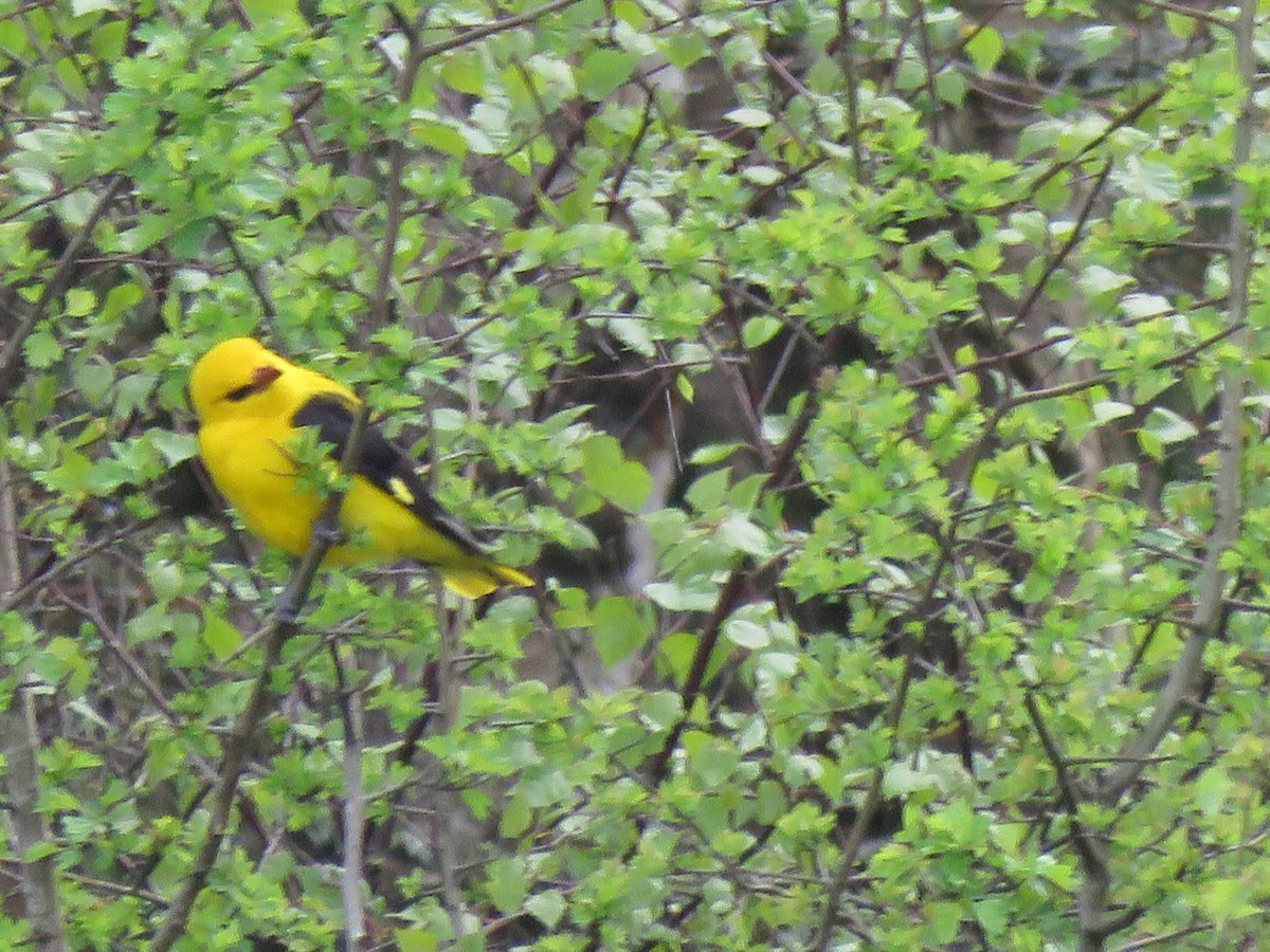 Nipped down to Cwm Ivy after work. Brilliant refind by @sevans1032 and then again by @GarethStamp77. Great stuff gents. Good company with Peter, Phil etc. as well. The birds appeared almost luminous in their appearance. Absolute stunners. #lifer