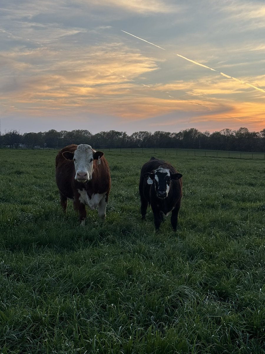 Bought her last summer short solid bred 900 bucks everyone made fun of my Hereford. My good buys are a little like my buddy’s casino trips I only talk about the winners!!!!