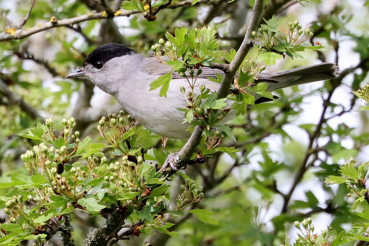 Male Blackcap at Fingringhoe Wick.