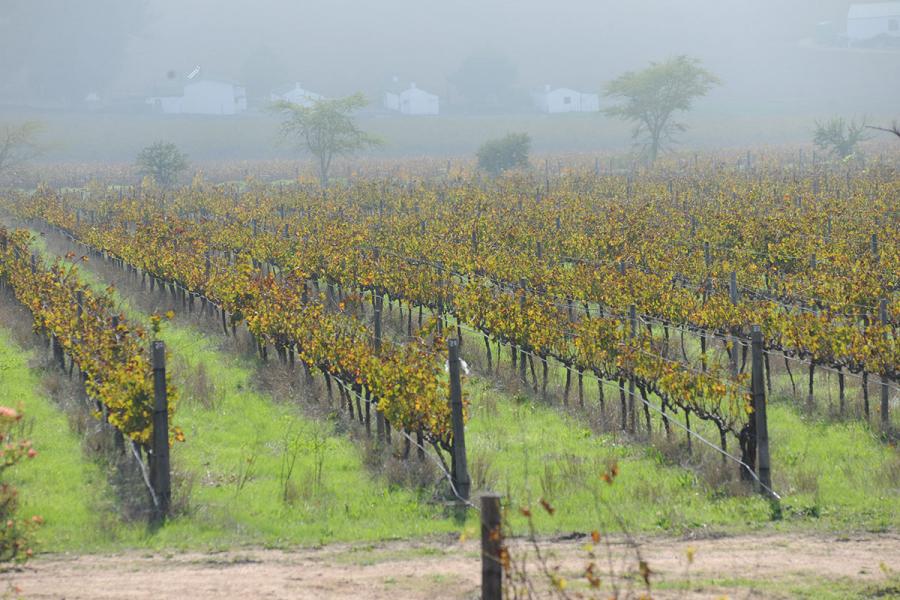 dewijnplaats's tweet photo. Vandaag een hele hoop biodynamische wijnen van Reyneke online gezet. Ook leuke oude jaargangen en de reeds niet langer courante Pinotage, een zeldzaamheid uit eigen kelder! https://t.co/JgxOM08zWc https://t.co/wNjqtYJoXo