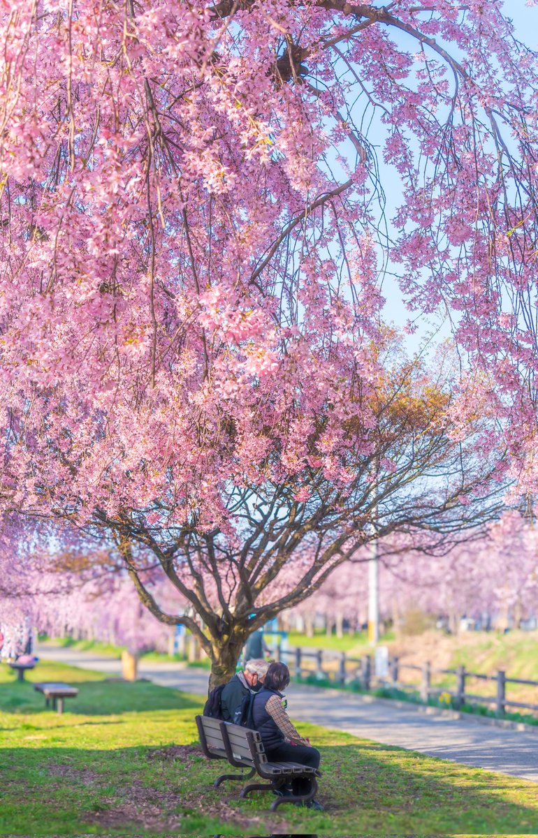 日中線しだれ桜並木🌸

「特等席🌸」

今年の日中線も見事なまでに綺麗でした✨

2024-4-13

#はなまっぷ
#桜
#さくら
#東北リラックス
#東北が美しい 
#福島撮影隊 
⁡#ふくしま撮る旅 
⁡#ふくつぶ ⁡⁡
#東京カメラ部
#nikon ⁡
#d500 
⁡#私とニコンで見た世界⁡ 
⁡