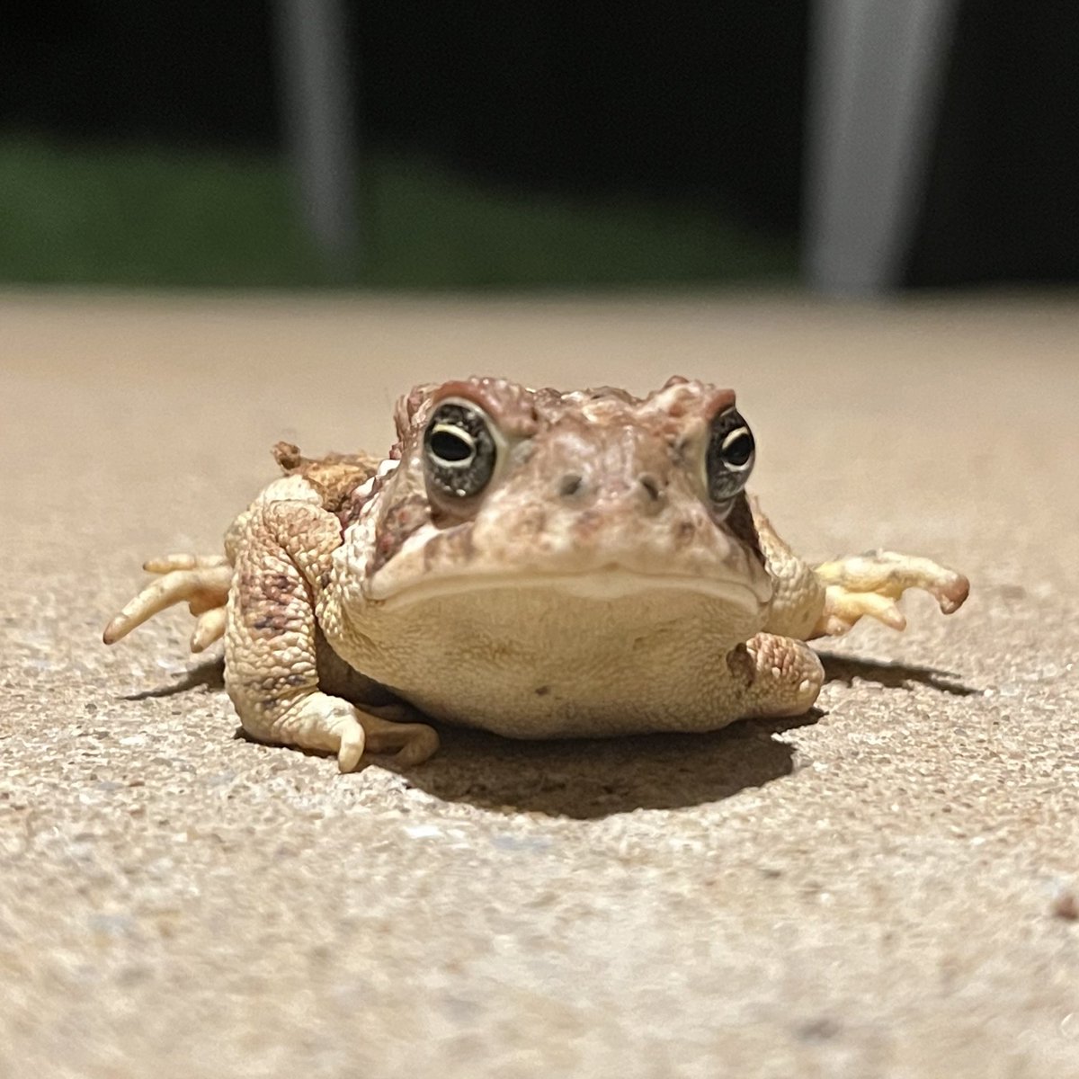 Fernando, Bertha, and Quasimodo