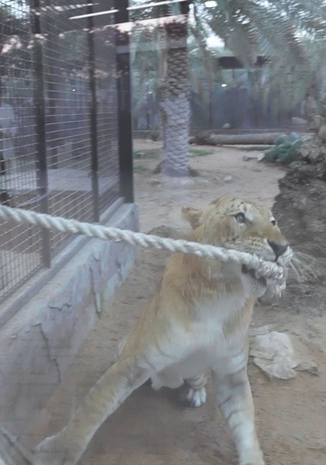 insane moments in british politics tweet media