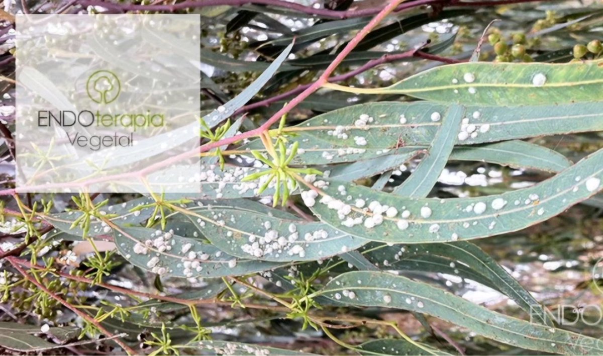 PSILA DEL EUCALIPTO
Control: 
Realizar un tratamiento de endoterapia vegetal de forma preventiva para evitar la aparición de los problemas. El tratamiento preventivo, generalmente, es recomendable realizarlo a finales de primavera, cuando se detecten las primeras infestaciones.