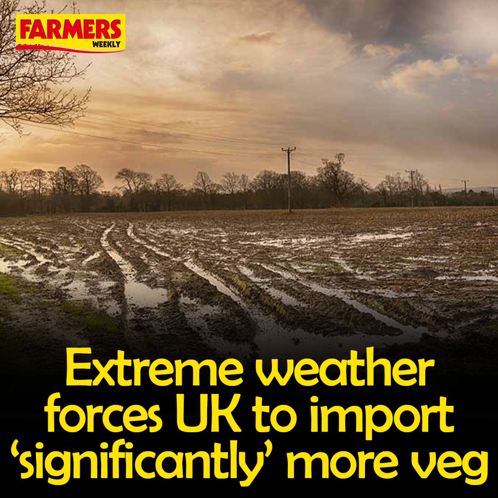 🌧️ Buyers in the UK are increasingly turning to vegetable imports following a tough year of weather for domestic growers. READ MORE: fwi.co.uk/news/extreme-w…
