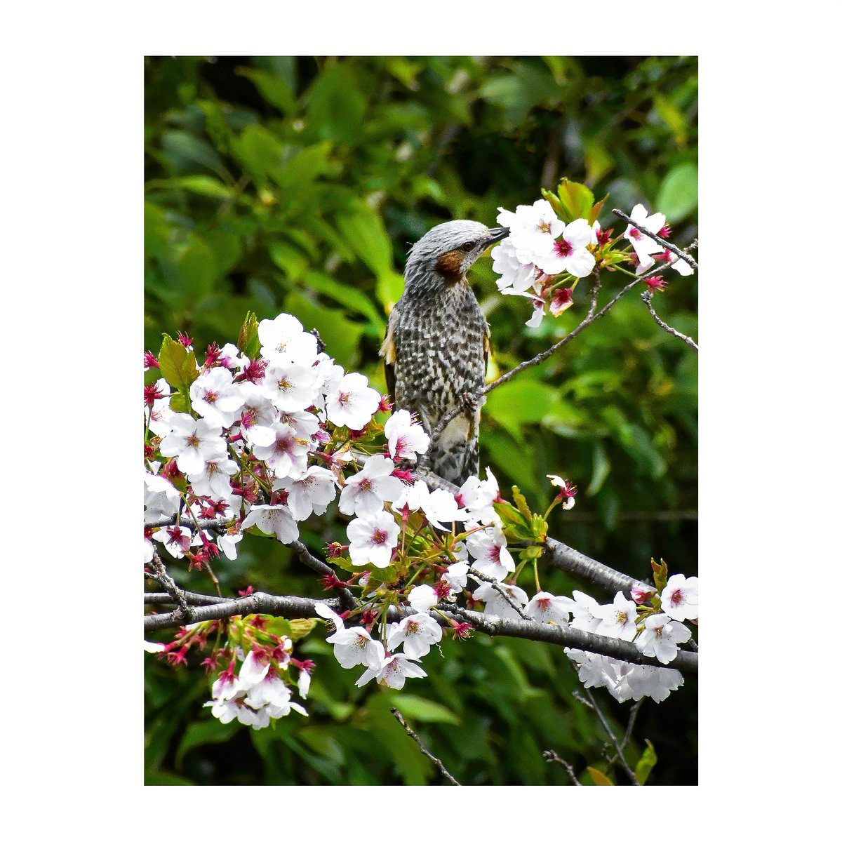 『 山水花鳥風月図 ・鳥 ／The beauties of nature・The Bird 』
「 ヒヨドリ・鵯、白頭鳥 」Brown-eared Bulbul.
#Wildgrass #野鳥 #Wildbird #自然 #Nature #風景 #Landscape #光景 #花 #flower #ヒヨドリ #鵯 #Brown_eared_Bulbul