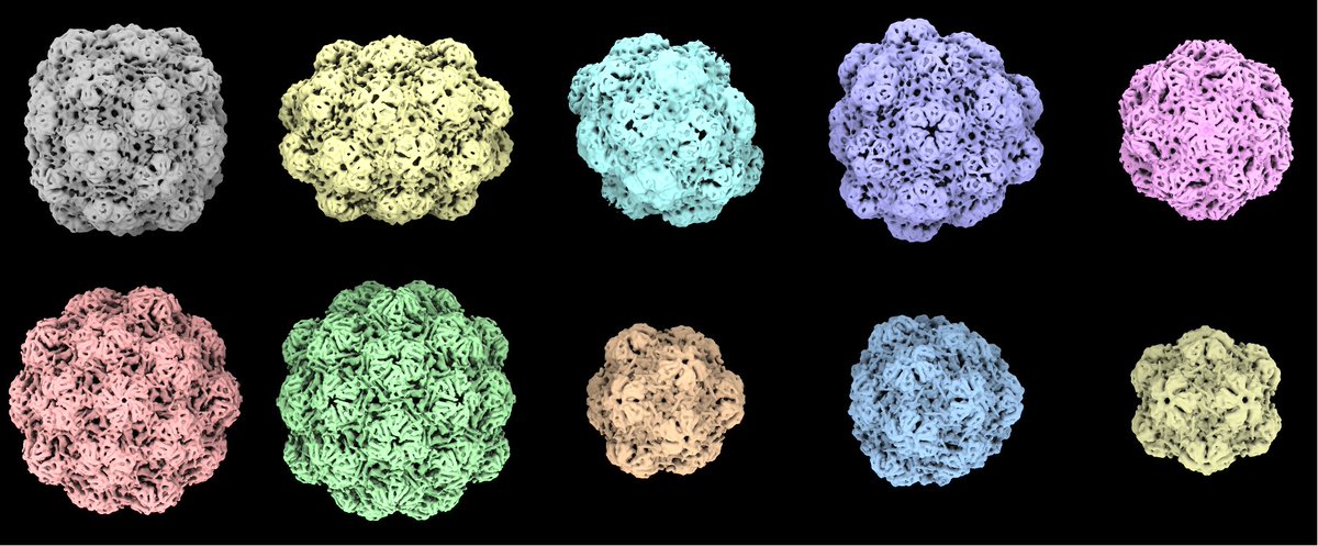 New York Structural Biology Center (@nysbc_science) on Twitter photo 1 dataset – 10 structures! Check out the latest preprint by Sonia Bhattacharya from M.G. Finn’s group from <a href="/GeorgiaTech/">Georgia Tech</a>. Structural work was done by Matt Jenkins in collaboration with Carolina Hernandez and <a href="/MishaKopylov3/">Misha Kopylov</a> from NYSBC
biorxiv.org/content/10.110… 1 dataset – 10 structures! Check out the latest preprint by Sonia Bhattacharya from M.G. Finn’s group from <a href="/GeorgiaTech/">Georgia Tech</a>. Structural work was done by Matt Jenkins in collaboration with Carolina Hernandez and <a href="/MishaKopylov3/">Misha Kopylov</a> from NYSBC
biorxiv.org/content/10.110…