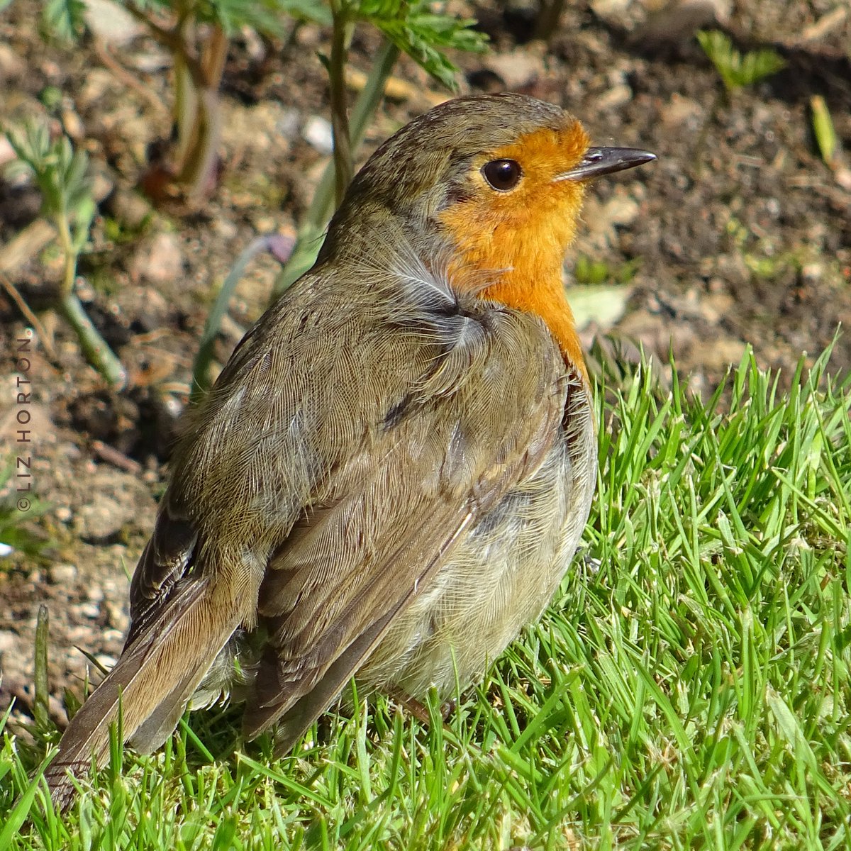 Sequel to #Robin preening.. One minute after preening.. Only a couple of her feathers 🪶 out of place..😊 #nature #wildlife #birds #photography #birdwatching #birdphotography #BirdTwitter #NaturePhotography #naturelovers #birdtonic .. ☀️🌱🧡🕊