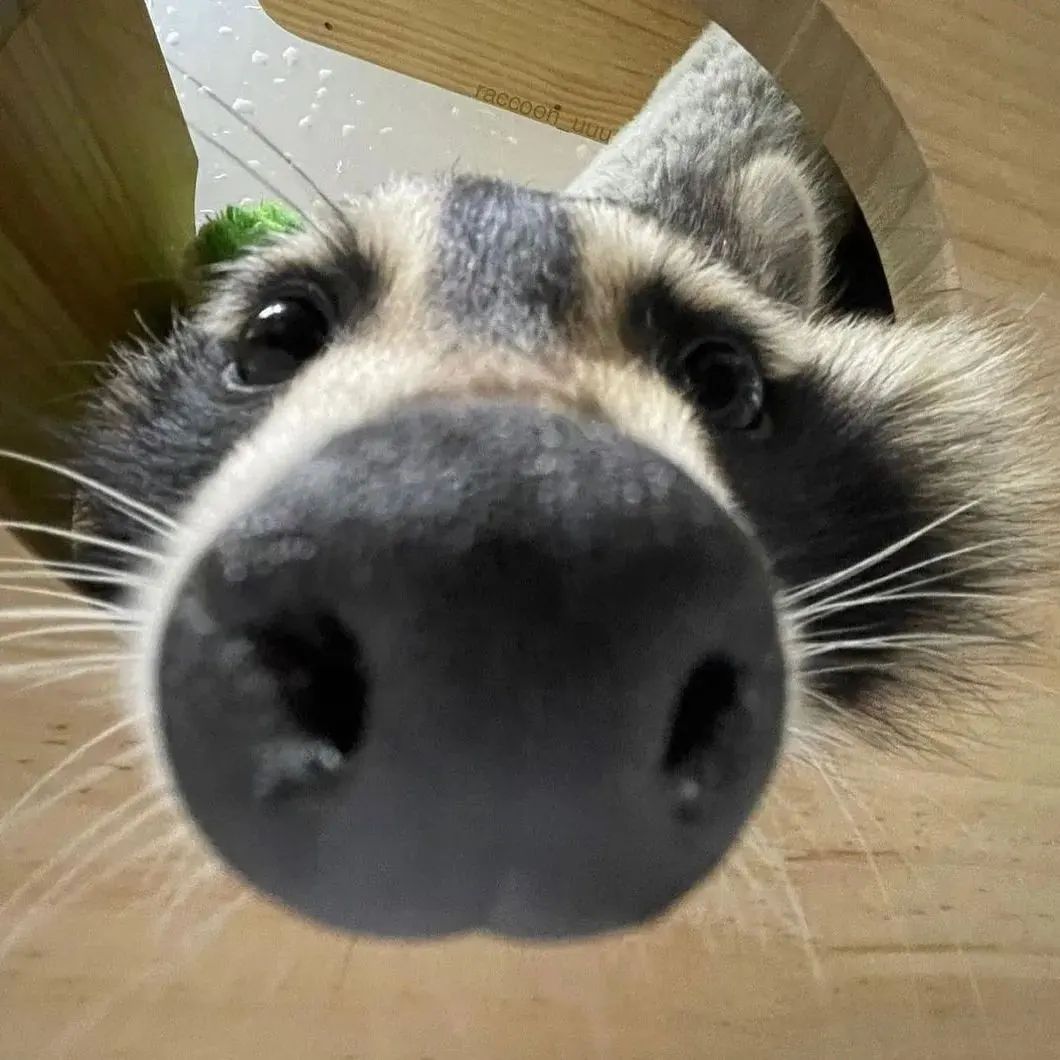 PlusGifti's tweet photo. Cute!
#Raccoon https://t.co/Lkd88UPBRh