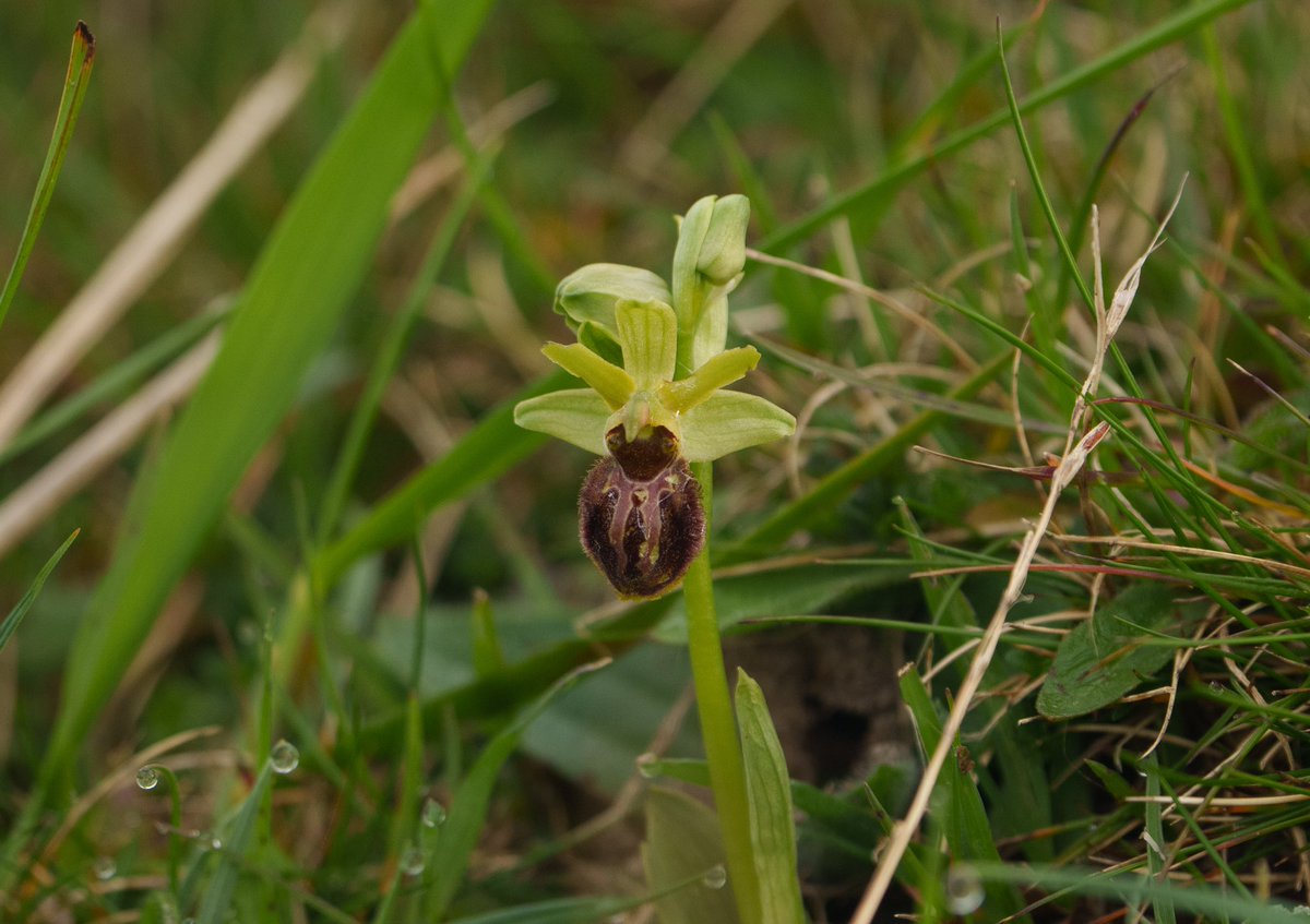 Early Spider Orchid in the downs near Brighton