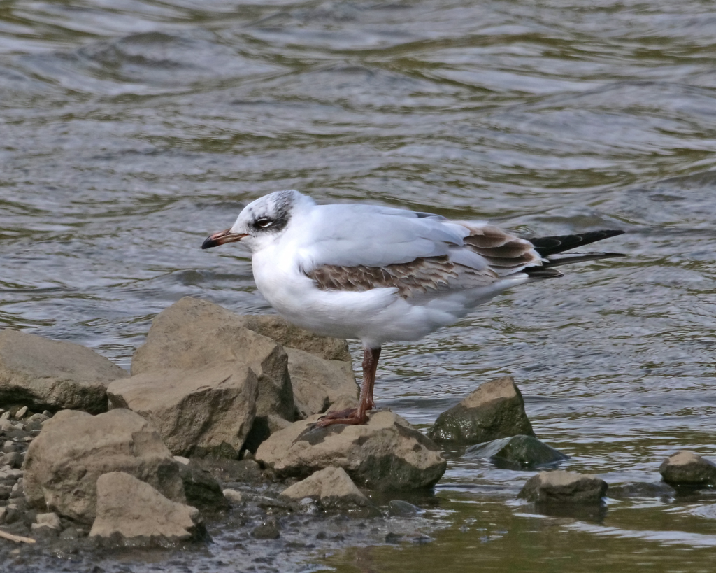 Mediterranean Gull on the wader lake at Washington WWT today @WWTWashington