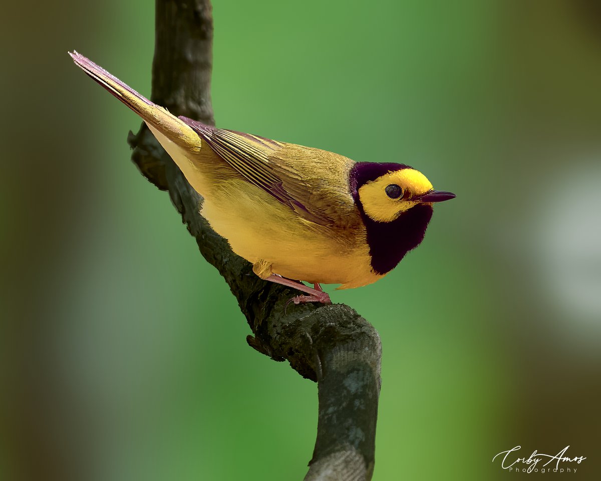 Hooded Warbler. Warbler season has definitely started!!
.
ko-fi.com/corbyamos
.
linktr.ee/corbyamos
.
#birdphotography #birdwatching #BirdTwitter #twitterbirds #birdpics #BirdsofTwitter