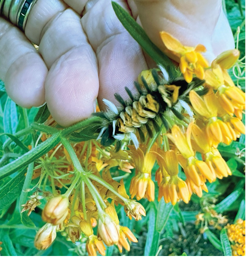 A milkweed tussock moth caterpillar feasts on milkweed in a native plant garden designed and maintained by Adirondack Garden Club (AGC) to enhance the grounds of Families First, an agency that works with families facing children’s mental health challenges #gardensforhopeandsolace