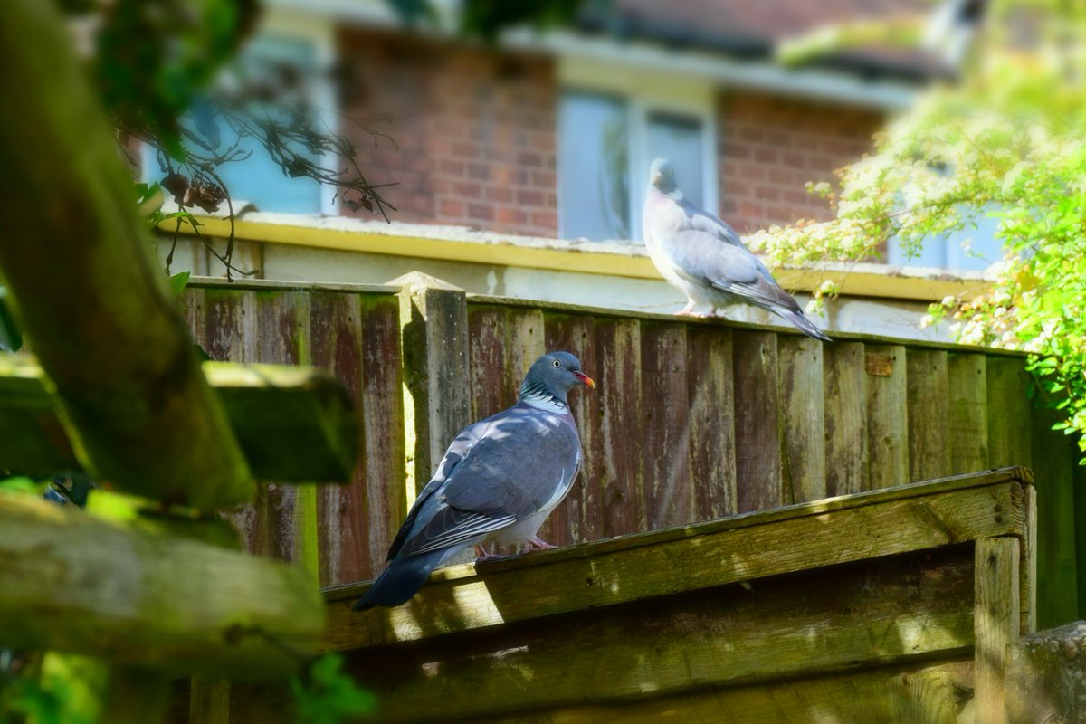 Afternoon Visitors.    
The female Wood Pigeon is defending her position at the feeders.

1 of 2.
@des_farrand @alisonbeach611
#Afternoon #WoodPigeons #Pigeons #Nature #SunnyDays #RainyDays #Hail #Wind