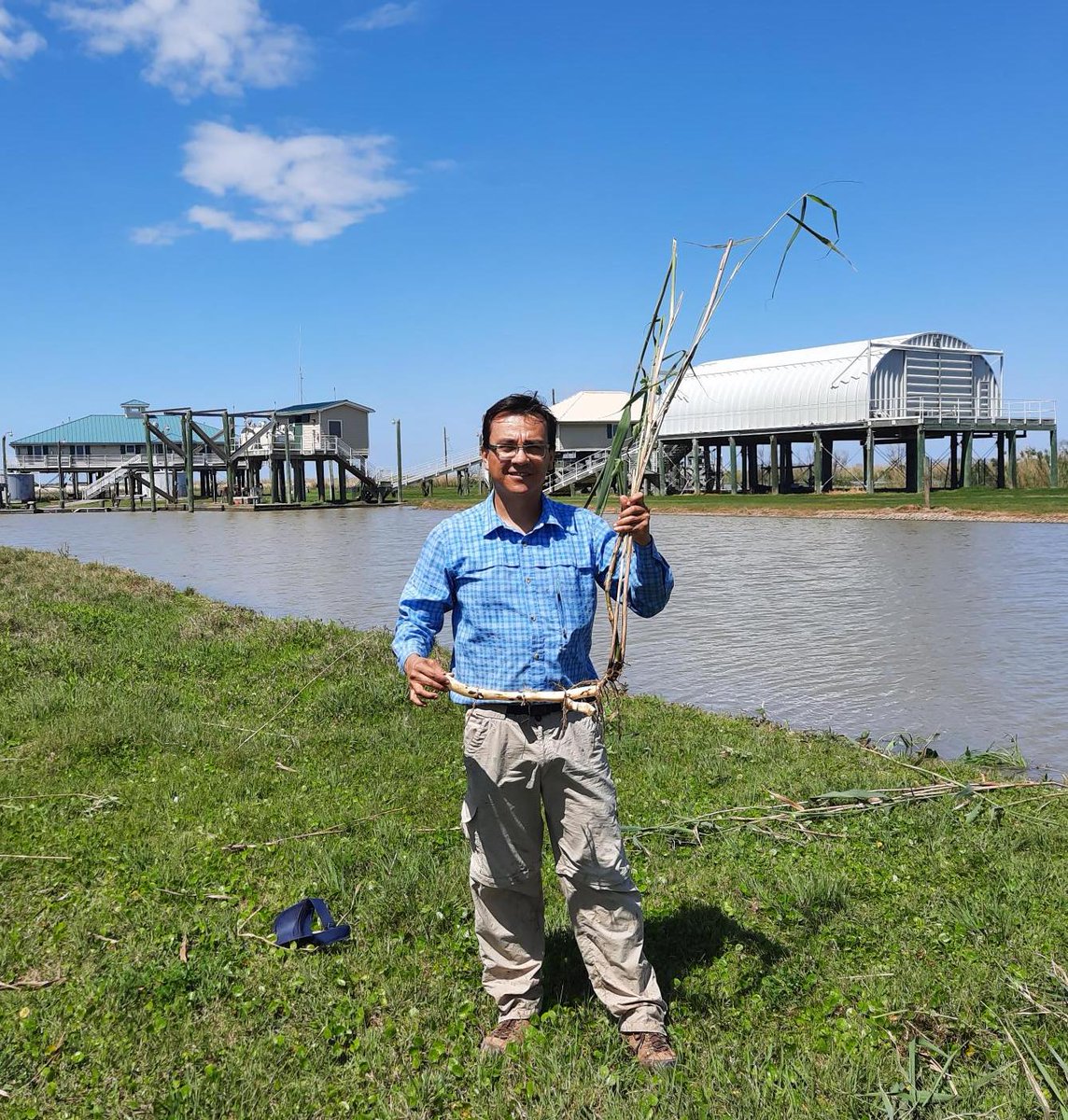 LSU AgCenter entomologist Rodrigo Diaz has been named director of the AgCenter’s Center for Research Excellence for the Study of Invasive Species.