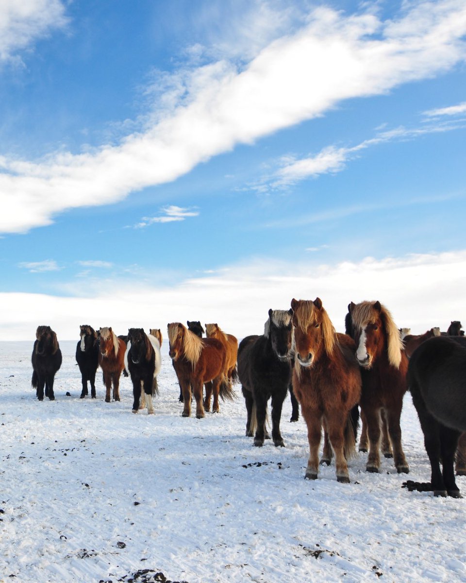 TrollExpedition's tweet photo. Did you know that Icelandic horses are famous for their unique gaits? 🐴
They have not just the typical walk, trot, and canter, but also two additional gaits: the tölt and the flying pace! 🐎💨
Did you manage to see horses in iceland?😊
#Icelandichorses #iceland #trollexpeditions https://t.co/9DWHfKOfvZ