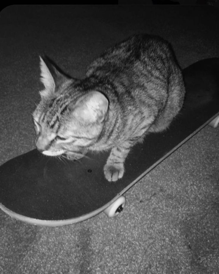 Anime199407's tweet photo. NO DM ES NO DM NO INSISTA GRACIAS, MI LEMA VIVE Y DEJA VIVIR. SE CÓMO ÉL GATO INDEPENDIENTE Y FÍJATE POR TÚ VIDA SE FELIZ A TÚ MANERA Y QUIÉN NO TE MOLESTA NO LO MOLESTES. https://t.co/rmi1J1rhHS