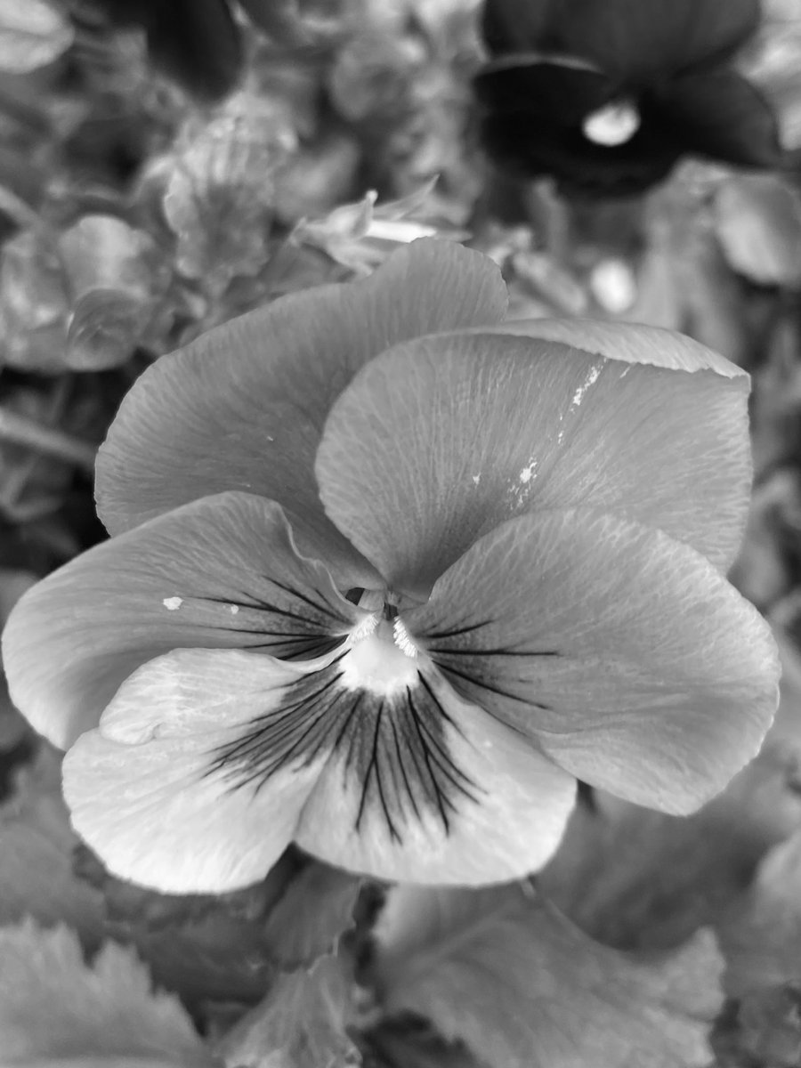 🖤#MonochromeMonday 🤍 #bnw 
#MacroMonday 
#AlphabetChallenge #WeekP #Pansy