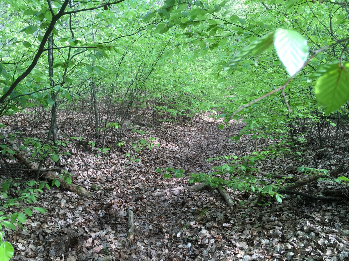 Der nordwestliche Pfad zum Gipfel des Hartenbühls in #Dossenheim / #Schriesheim bei #Heidelberg. Die Buchen haben wieder frisches Grün. Windindustriezonen haben in dem schönen Wald nichts verloren.
#Windkraft
#Odenwald