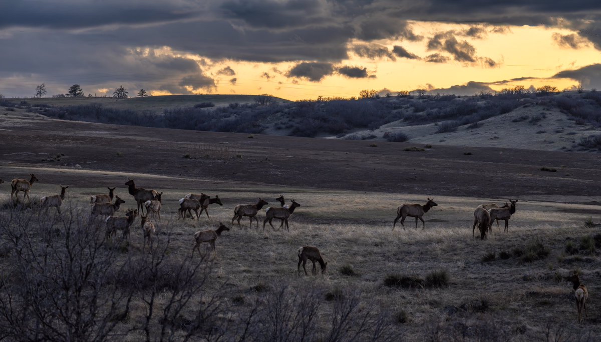A herd of elk enjoying the setting sun in Castle Pines, Colorado. #thephotohour #Colorado #elk #cowx