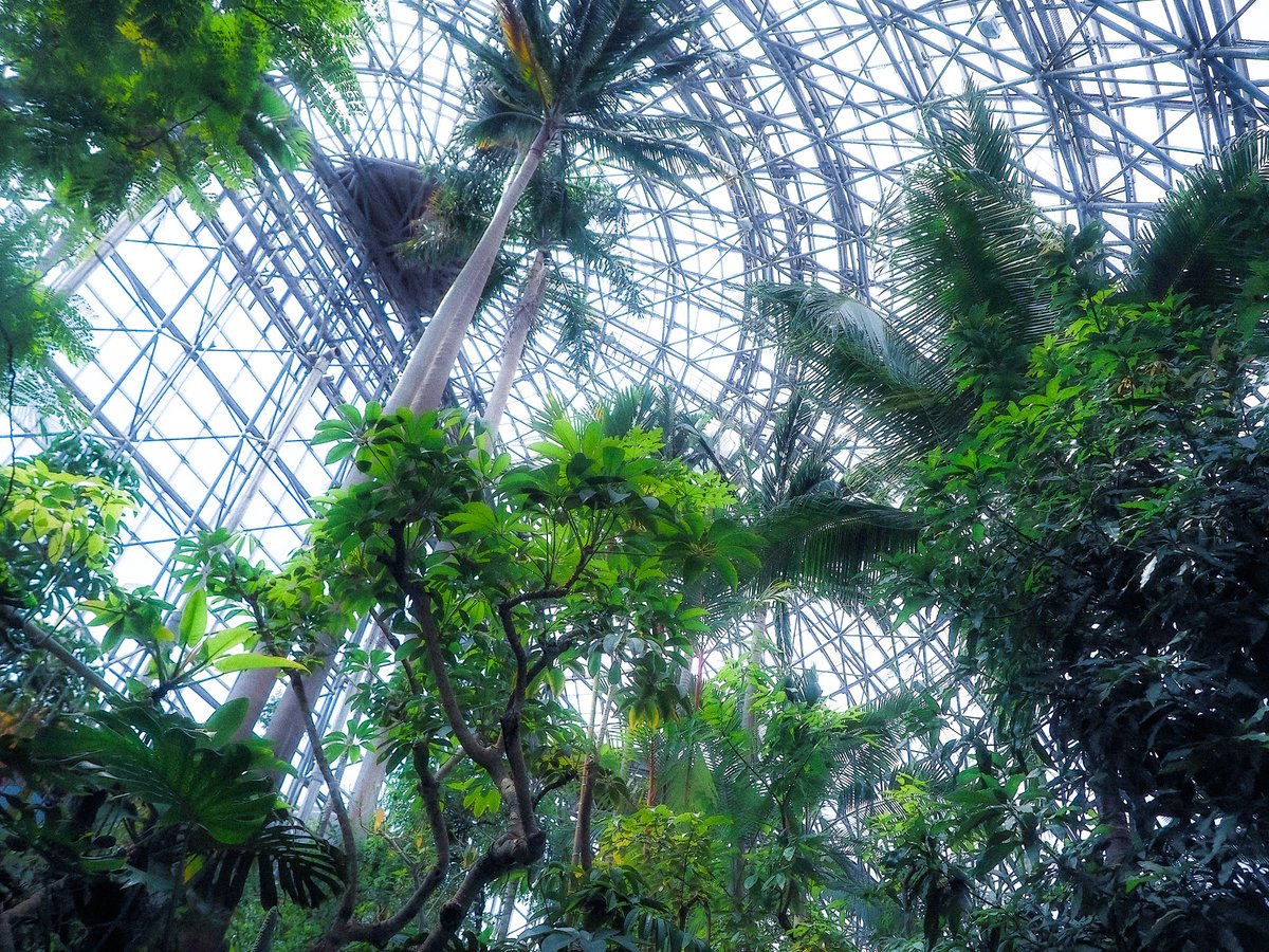 熱帯植物園は大きな鳥籠の中にいるみたいだといつも楽しく見上げてしまう