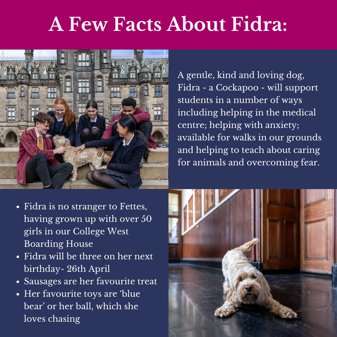 As our boarding students return to School this evening for the start of our Summer Term tomorrow, we introduce Fidra, the Fettes College Therapet. 🐾 

#Wellbeing #OurPeople