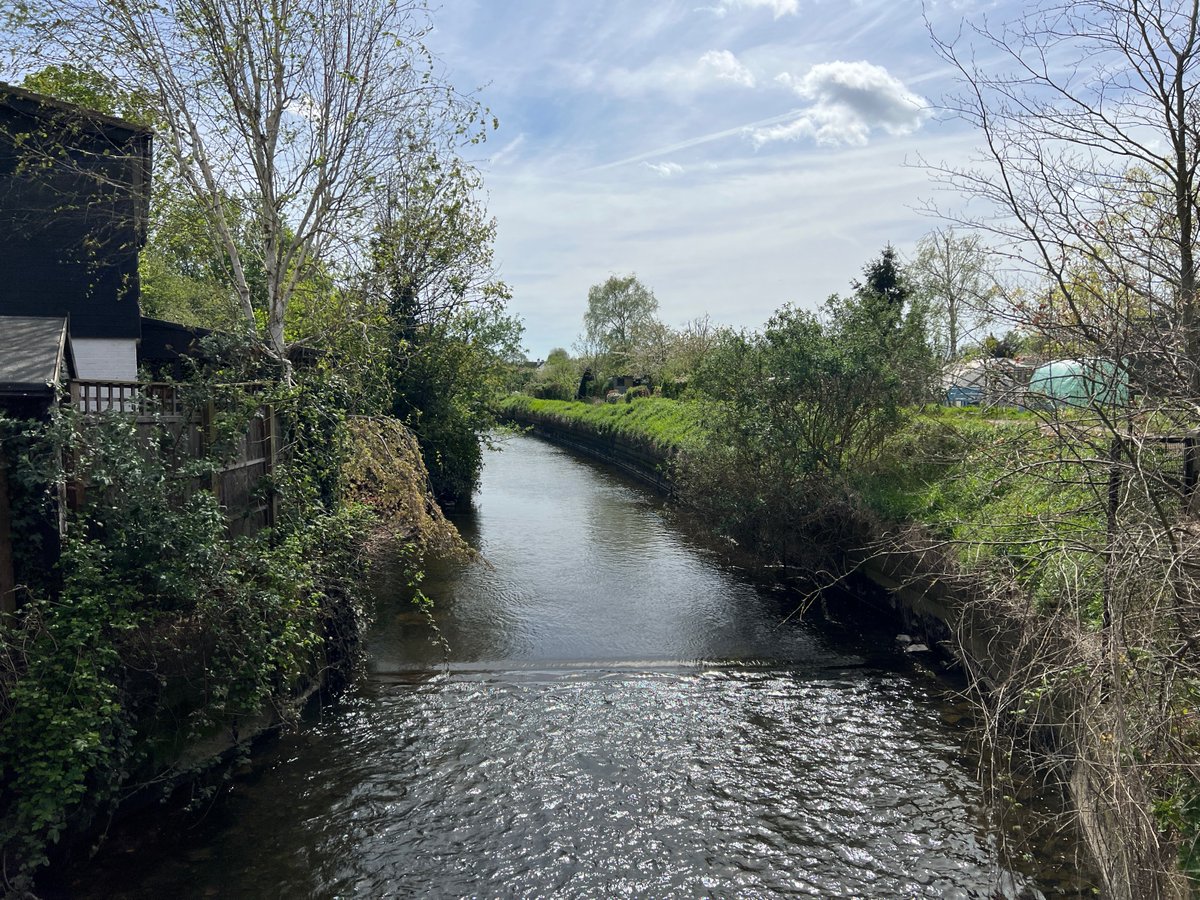 #virtualtour of the Crane Valley: River Crane, looking upstream from the bridge at Northcote Avenue, Isleworth, April 2024. @LBofHounslow @LBRUT @FriendsRivCrane @habsandheritage @CPRELondon @Ramblers_London