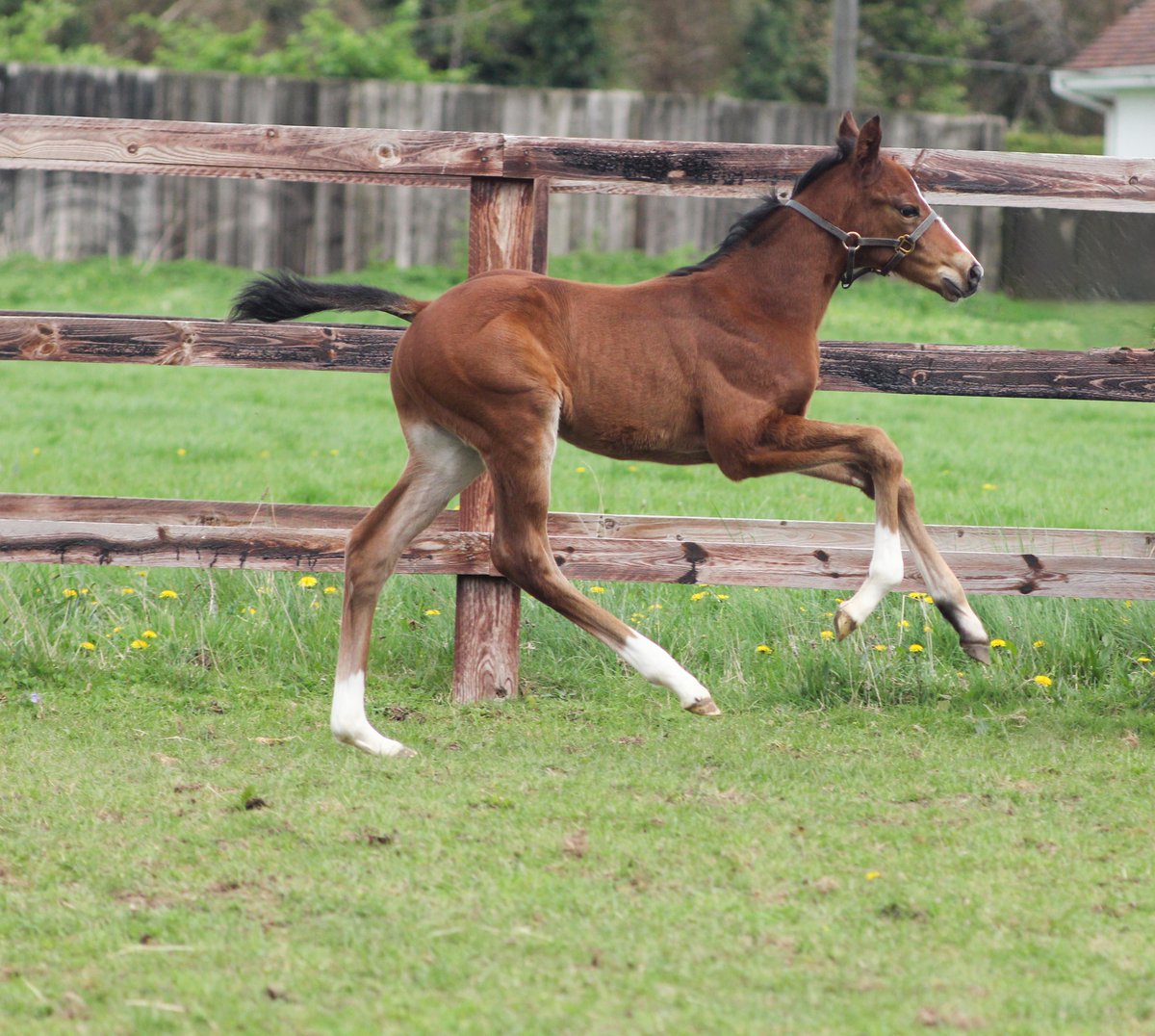 Our foals are getting into the the Breeze Up spirit 🐎💨  

#BreezeUpsales #NSfoaling #foalingseason24 #NationalStud #thoroughbredsales #goodgenes #fastfeet #futurechampions