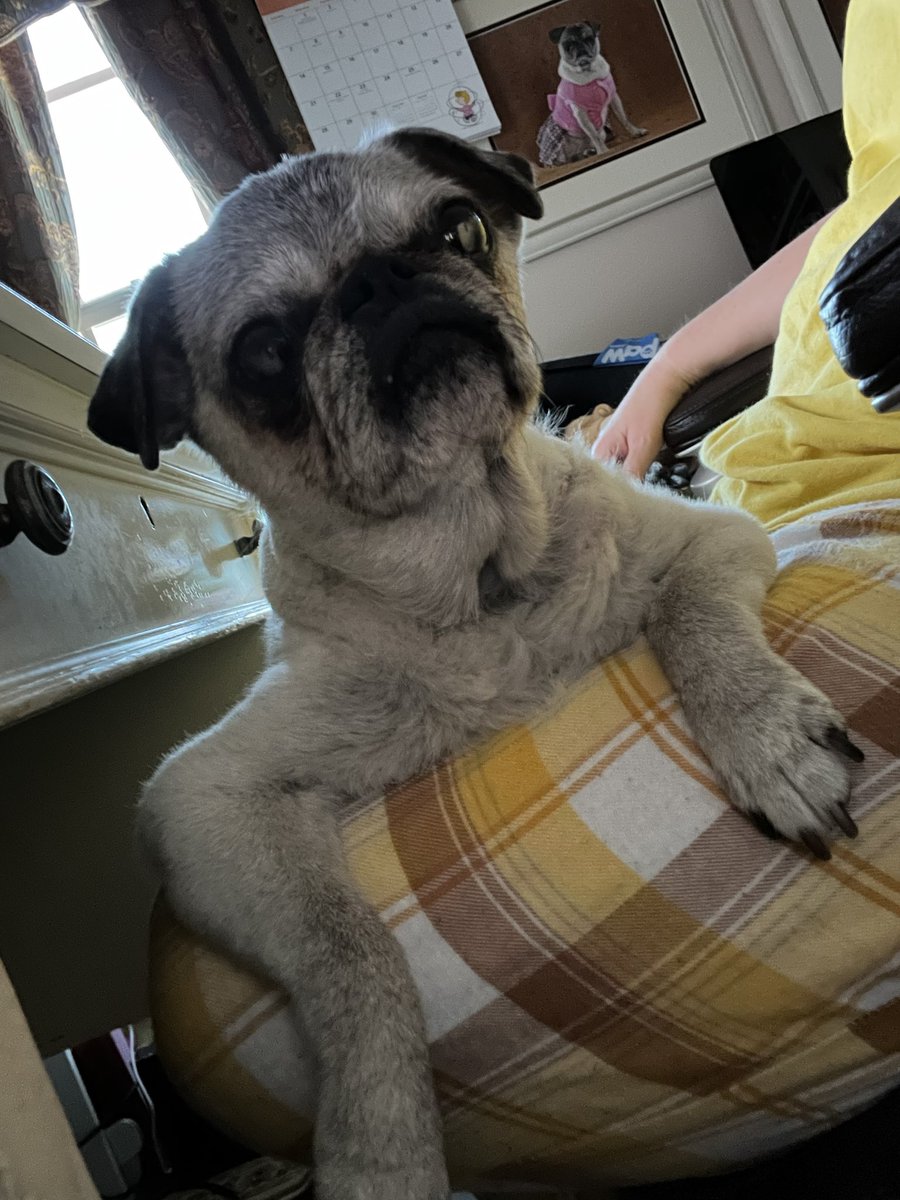 Pia_Pia_the_Pug's tweet photo. Happy Monday Morning! #puglife #tired #Monday #recuperating #puglove #happy #sleepy #sleepingbeauty #love #pug #pugnation #April #wegotthis #anotherweek #precious #adorable #blessed #florida https://t.co/7kgoyUW8pj