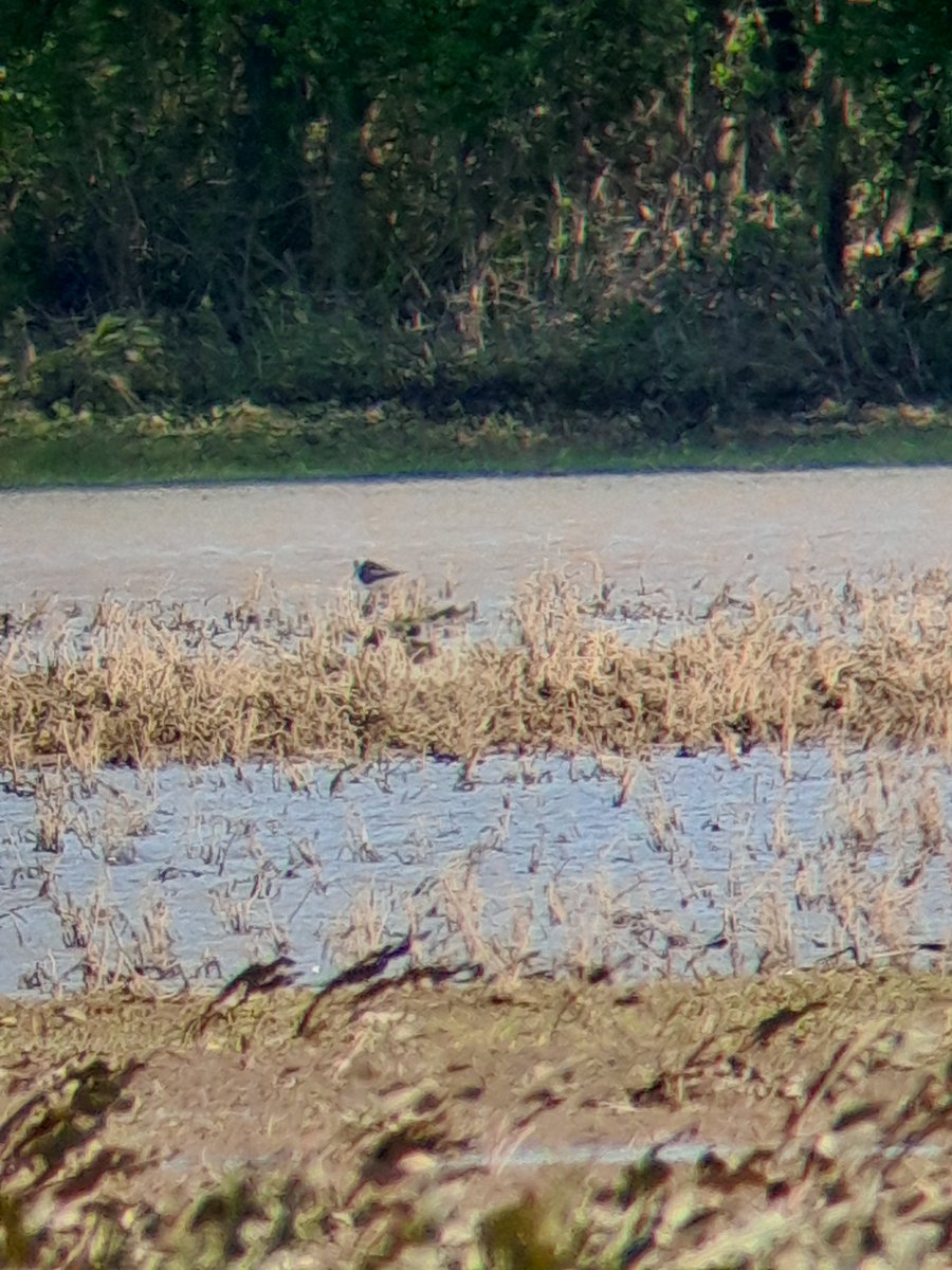 Grimley am , Common Sandpiper Church Farm , and 2 Greenshank W.W flood very distant.