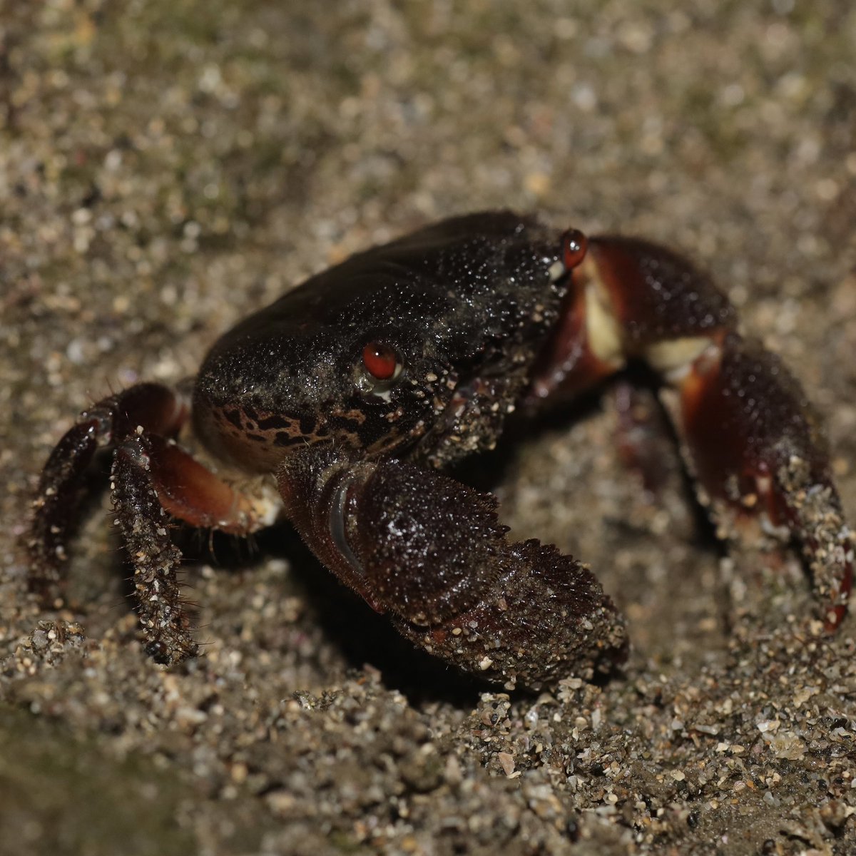 こんばんは。ずんぐりゴツゴツ強面なイボイワオウギガニです。千葉県の磯にて。 Eriphia ferox found in a night rocky beach in Chiba pref. Japan. #crab #カニ #生き物