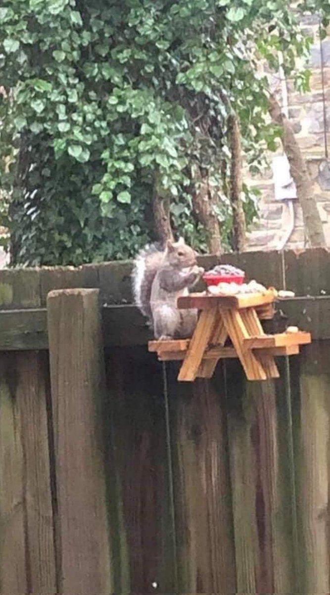 Emilyhotties's tweet photo. Lovely and cute squirrel💓 https://t.co/aaQfxXjAlS