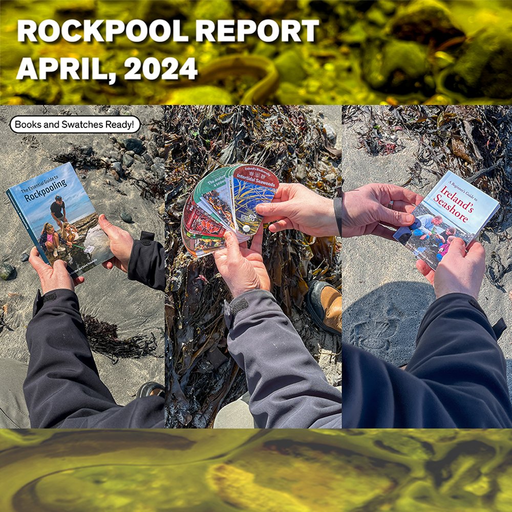Who Is Ready To Explore The Shore? All over the world, rockpoolers are dusting off the cobwebs from their Books and Swatches! Our Three for the Sea are: The Essential Guide to Rockpooling, @BioDataCentre Sawatches and Ireland's Seashore Guide.