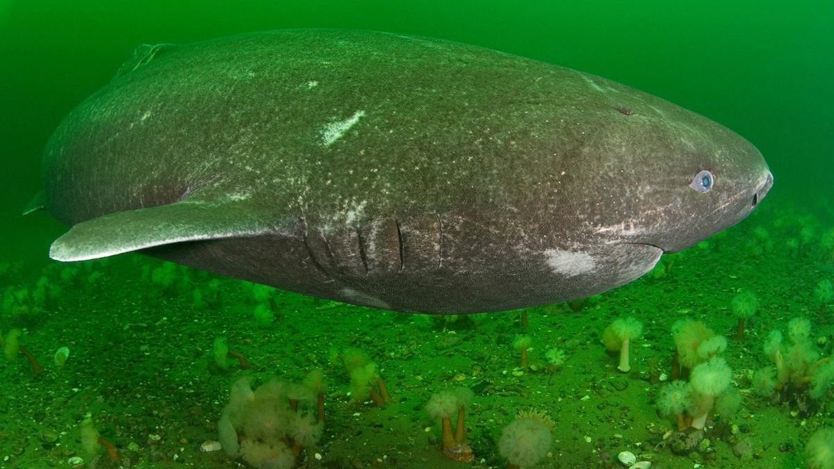 ♡ Shark fact :

~ Greenland sharks. . . Smell like pee! This is due to their extremely toxic skin. There are high levels of Urea in their flesh.
