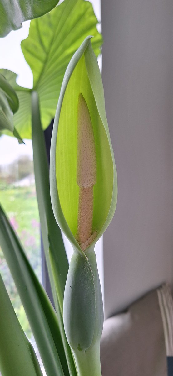 The alocasia (Giant Taro/elephant ear) in the kitchen is flowering and it's something I have never seen before.