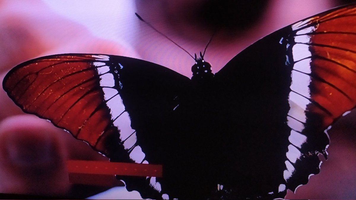 gerg0664's tweet photo. Buenos dias. Un MAR de sentimientos viví oservando tanta belleza🦋. Motoroleé un pedacito.
https://t.co/RdIn1pp653
#Mariposas  #butterflies 
@cuzy317  @EF_MARIPOSA @JuditRoloM  @maripositaviaja
M ajestuosa
A rrogante 
R egia
 I mponente
P reciosa
O ndeante
S oberana
A MADA😍🦋 https://t.co/S88W9KcmId
