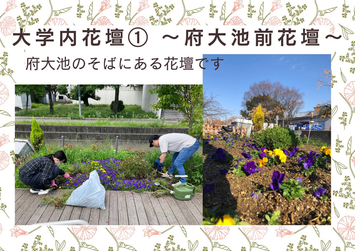 hanapro3's tweet photo. 【💐はなさかプロジェクト活動紹介🌸】
しばらく投稿しておらず申し訳ございません🙇‍♀️
大阪公立大学はなさかプロジェクトです！
大変遅くなりましたが、はなさかプロジェクトの活動紹介を作成したので、ぜひご覧ください✨

#春から大阪公立大学　#春からomu #春からハム大 https://t.co/ZlX6uSLZgq